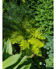 Polystichum polyblepharum