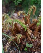 Polystichum polyblepharum