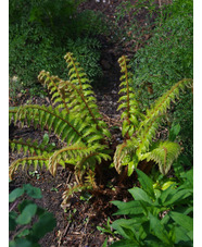 Polystichum polyblepharum