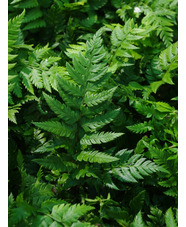 Polystichum rigens
