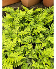 Polystichum rigens