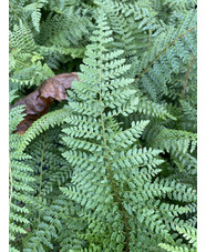 Polystichum setiferum Acutilobum Group