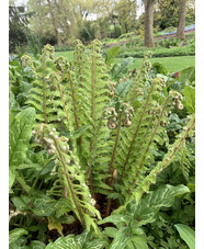 Polystichum setiferum (Divisilobum Group) 'Dahlem'