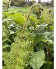 Polystichum setiferum (Divisilobum Group) 'Dahlem'