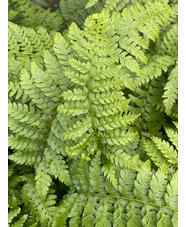 Polystichum setiferum (Divisilobum Group) 'Dahlem'