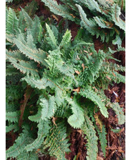 Polystichum setiferum (Divisilobum Group) 'Herrenhausen'