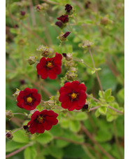 Potentilla atrosanguinea