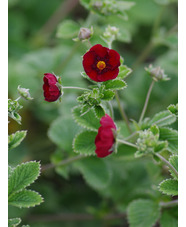 Potentilla atrosanguinea
