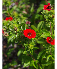 Potentilla 'Gibson's Scarlet'