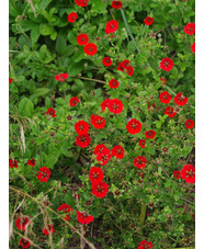 Potentilla 'Gibson's Scarlet'