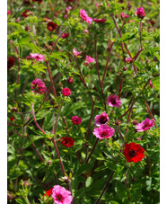 Potentilla nepalensis 'Miss Willmott'