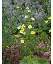 Potentilla recta var. sulphurea