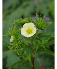 Potentilla recta var. sulphurea