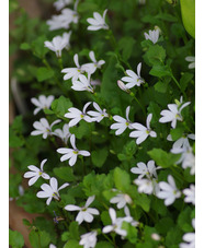 Pratia angulata 'Treadwellii'