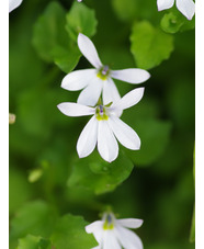 Pratia angulata 'Treadwellii'