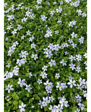 Lobelia pedunculata