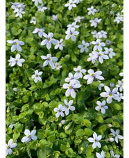 Lobelia pedunculata