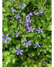 Lobelia pedunculata 'County Park'