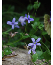 Lobelia pedunculata 'County Park'