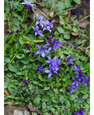 Lobelia pedunculata 'County Park'