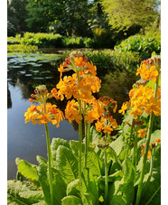 Primula bulleyana