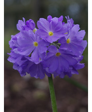 Primula denticulata