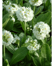 Primula denticulata var. alba