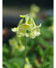 Primula 'Devon Cream' 