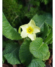 Primula 'Devon Cream' 