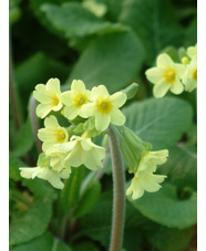 Primula 'Devon Cream' 