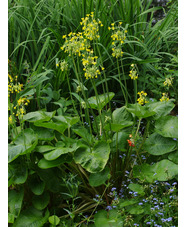 Primula florindae