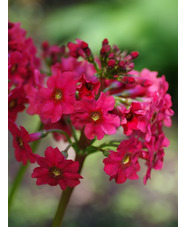 Primula japonica 'Miller's Crimson'