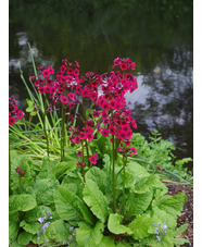 Primula japonica 'Miller's Crimson'