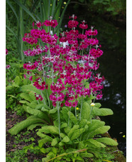 Primula pulverulenta