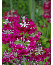 Primula pulverulenta