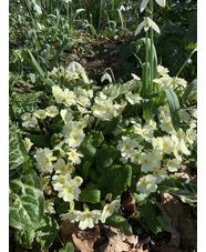 Primula vulgaris