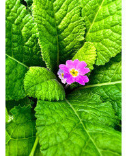 Primula vulgaris subsp. sibthorpii 