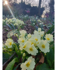 Primula vulgaris