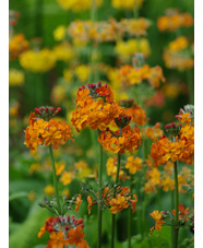 Primula x bulleesiana