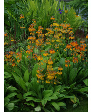 Primula x bulleesiana