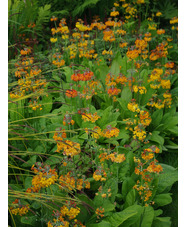 Primula x bulleesiana