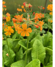 Primula x bulleesiana