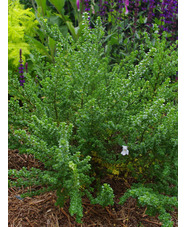 Prostanthera cuneata