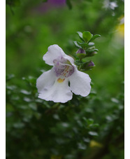 Prostanthera cuneata