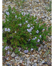 Prostanthera cuneata