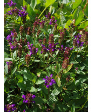 Prunella grandiflora