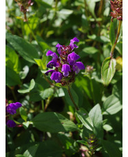 Prunella grandiflora