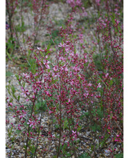 Prunus tenella