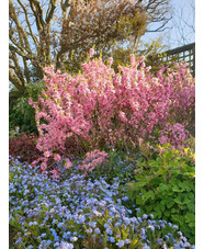 Prunus tenella 'Fire Hill'