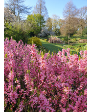 Prunus tenella 'Fire Hill'